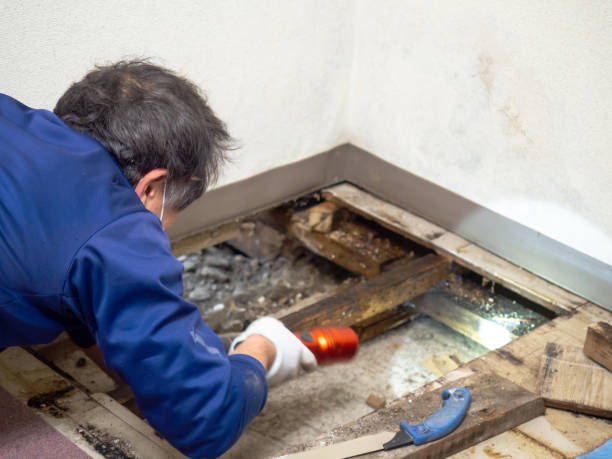 Best Toxic Mold Removal  in Bladenboro, NC