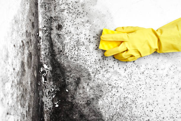 Best Commercial Mold Removal  in Bladenboro, NC