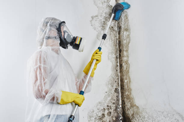 Mold Testing and Removal in Bladenboro, NC