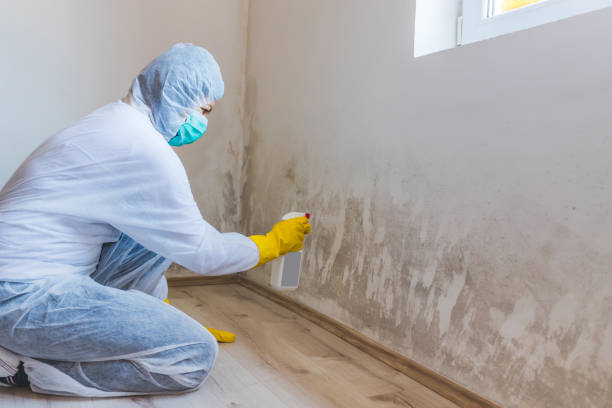 Mold Removal Process in Bladenboro, NC