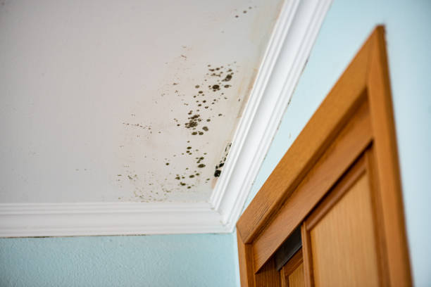 Best Toxic Mold Removal  in Bladenboro, NC