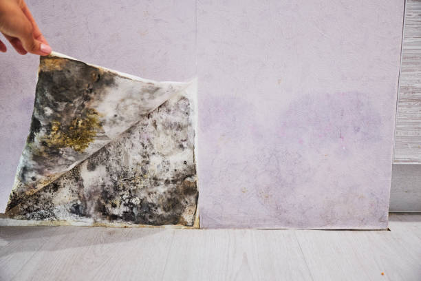Trusted Bladenboro, NC Mold Removal Experts